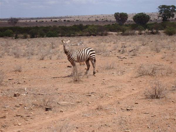 Safari Tzavo Est