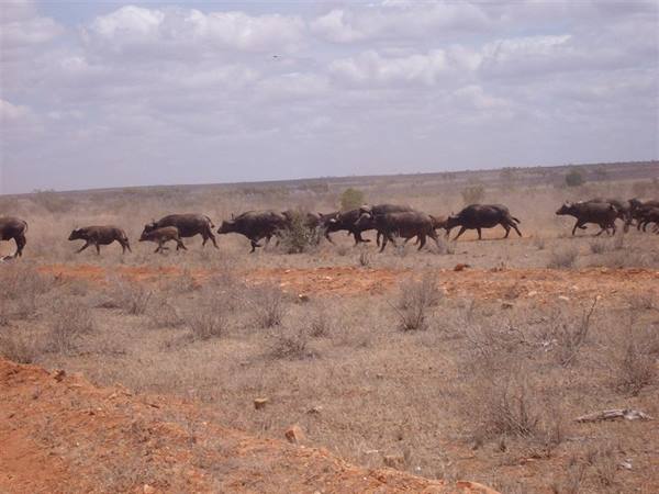 Safari bufali in corsa