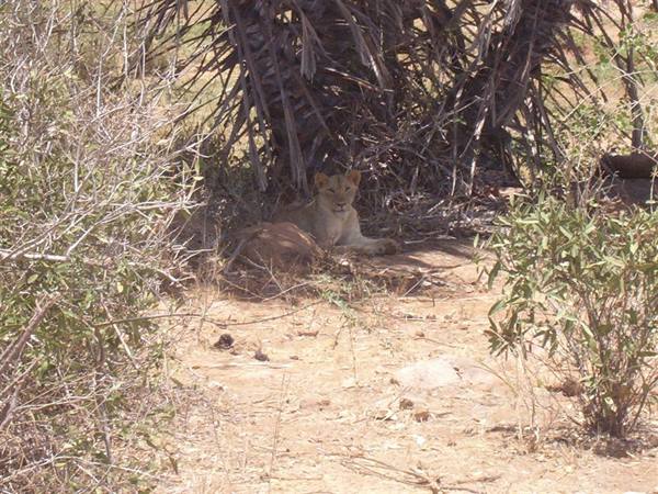 Leonessa safari Tzavo Est