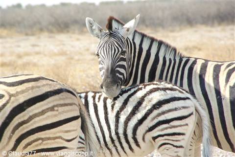 zebra