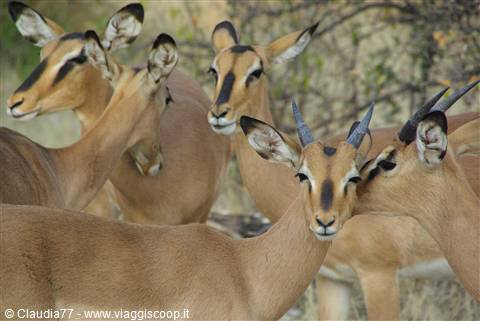 impala