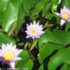 Raiatea POLINESIA FRANCESE 