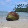  ISOLE COOK 