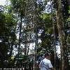 struttura in alluminio per ammirare la jungla dall'alto della cima degli alberi BRUNEI DARUSSALAM 