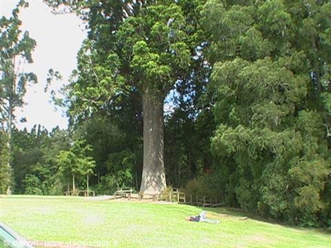 Albero gigante di 1000 anni