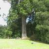 Albero gigante di 1000 anni NUOVA ZELANDA 