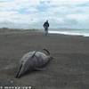 death dolphin NUOVA ZELANDA 