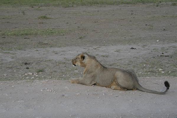 LEONE