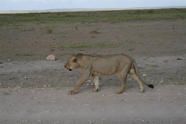 LEONE