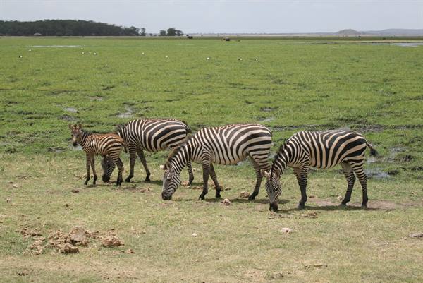 ZEBRE
