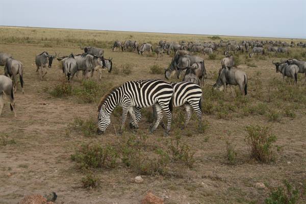 ZEBRE E GNU