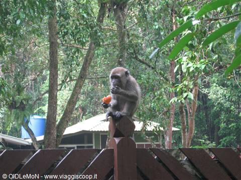 piccolo di macaco