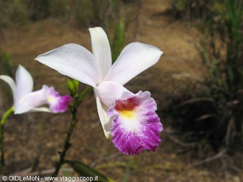 orchidea