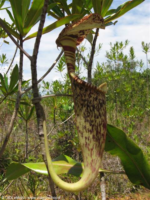 pianta carnivora