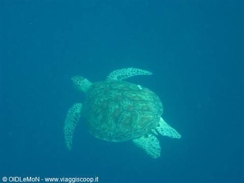 Tartaruga