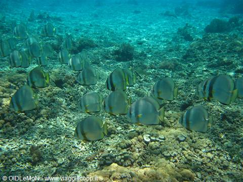 Bat Fishes
