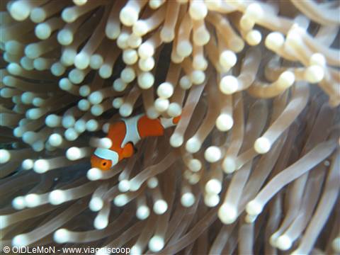 Nemo