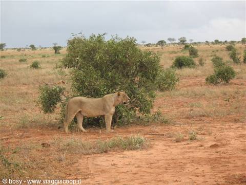 SAFARI TSAVO EAST