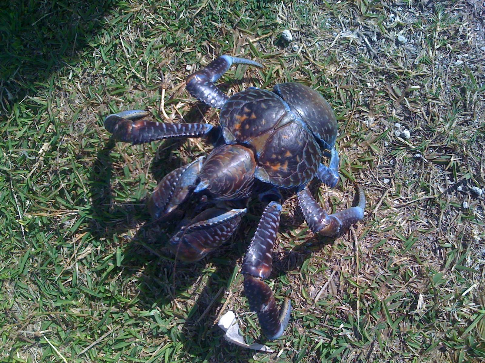 Il Granchio del cocco