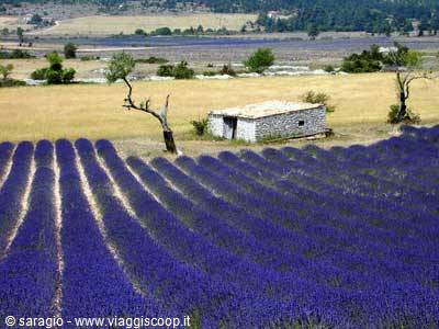 Lavanda in fiore