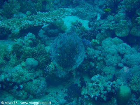 Old Turtle
