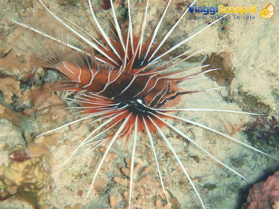 Er Lion Fish