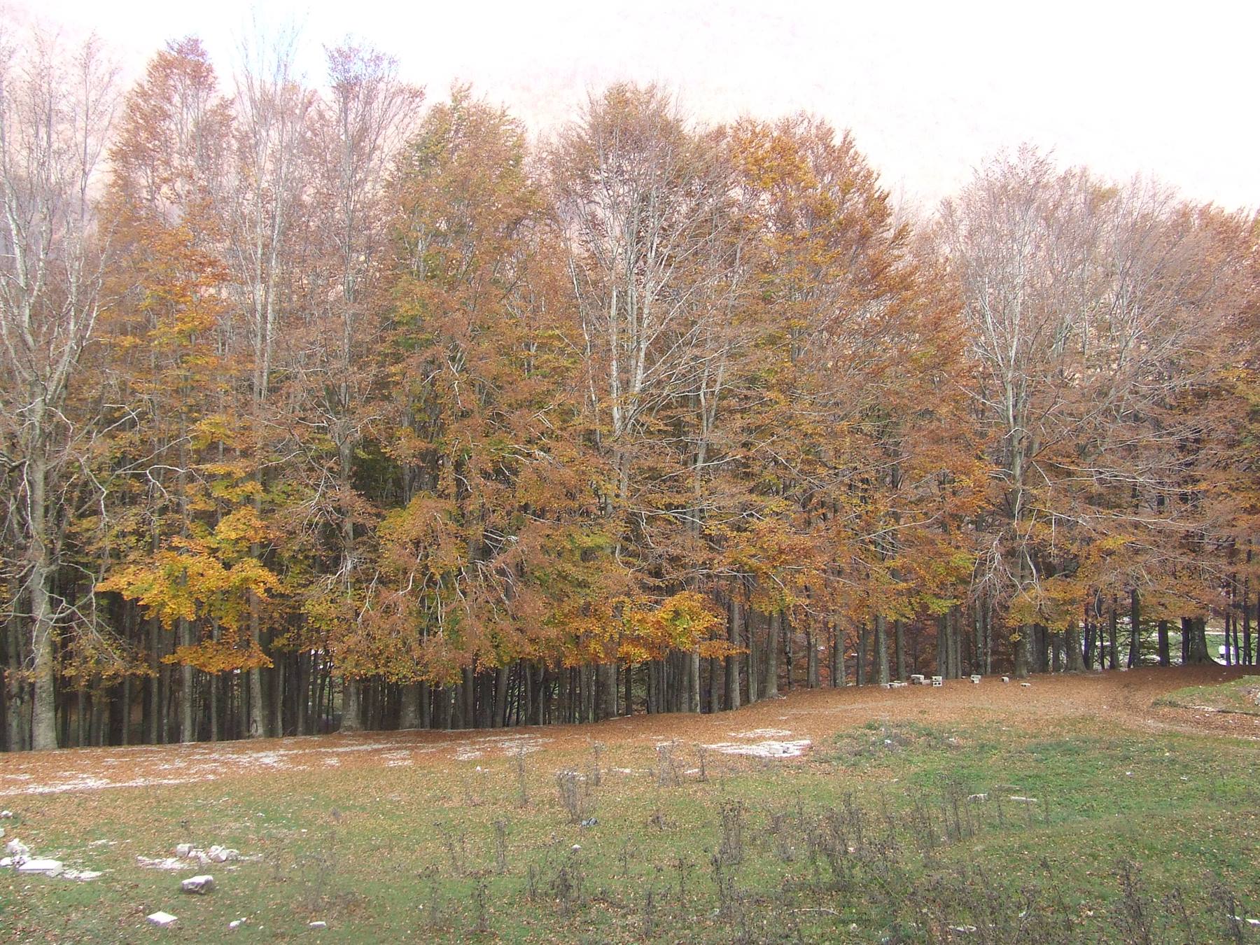 MONTELLA - Parco Regionale dei Monti Picentini