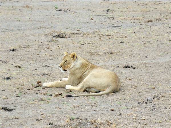la signora di Amboseli