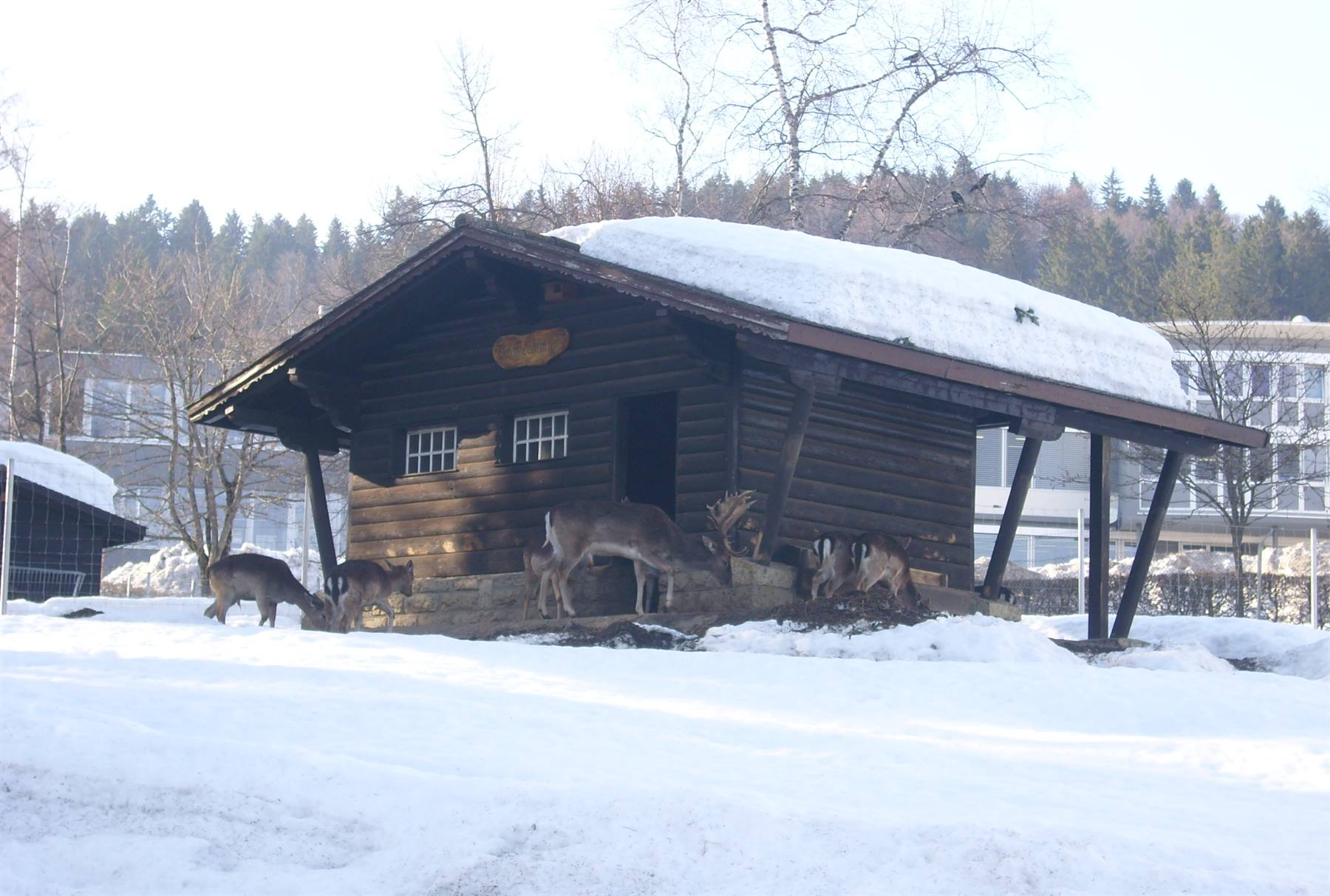 Foto di viaggio in SVIZZERA