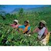Piantagioni di te (immagine presa dal web) SRI LANKA 