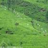Piantagioni di te (immagine presa dal web) SRI LANKA 