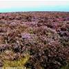 Exmoor NP, prati d'erica REGNO UNITO 