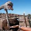 Outdshoorn, fattoria di struzzi SUD AFRICA 