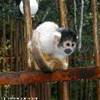 Monkeylands SUD AFRICA 