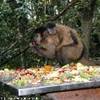 Monkeylands SUD AFRICA 