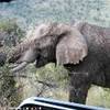 Pilanesberg NP SUD AFRICA 