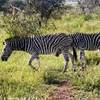 Pilanesberg NP SUD AFRICA 