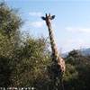Pilanesberg NP SUD AFRICA 