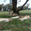 Lyon Park SUD AFRICA 