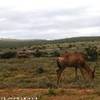 Addo NP SUD AFRICA 