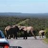 Addo NP SUD AFRICA 
