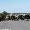 Addo NP SUD AFRICA 