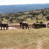 Addo NP SUD AFRICA 