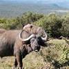 Addo NP SUD AFRICA 
