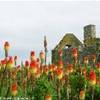 Dunnottar Castle REGNO UNITO 