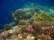 Fondale snorkeling a Balicasag