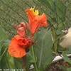fiori REPUBBLICA DOMINICANA 