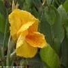 fiori REPUBBLICA DOMINICANA 