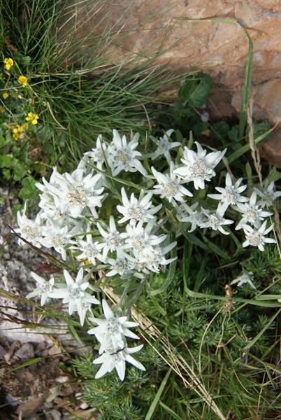 Fiori in Val Brembana