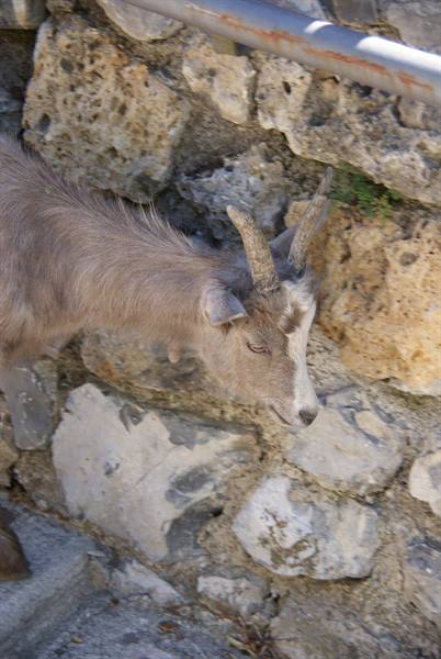 Santa Brigida la capra cittadina